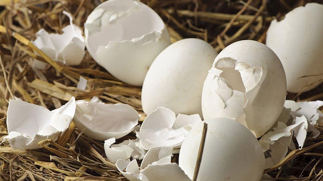 Doğal Yumurta Kabuğu Zarı Nasıl Tüketilir?